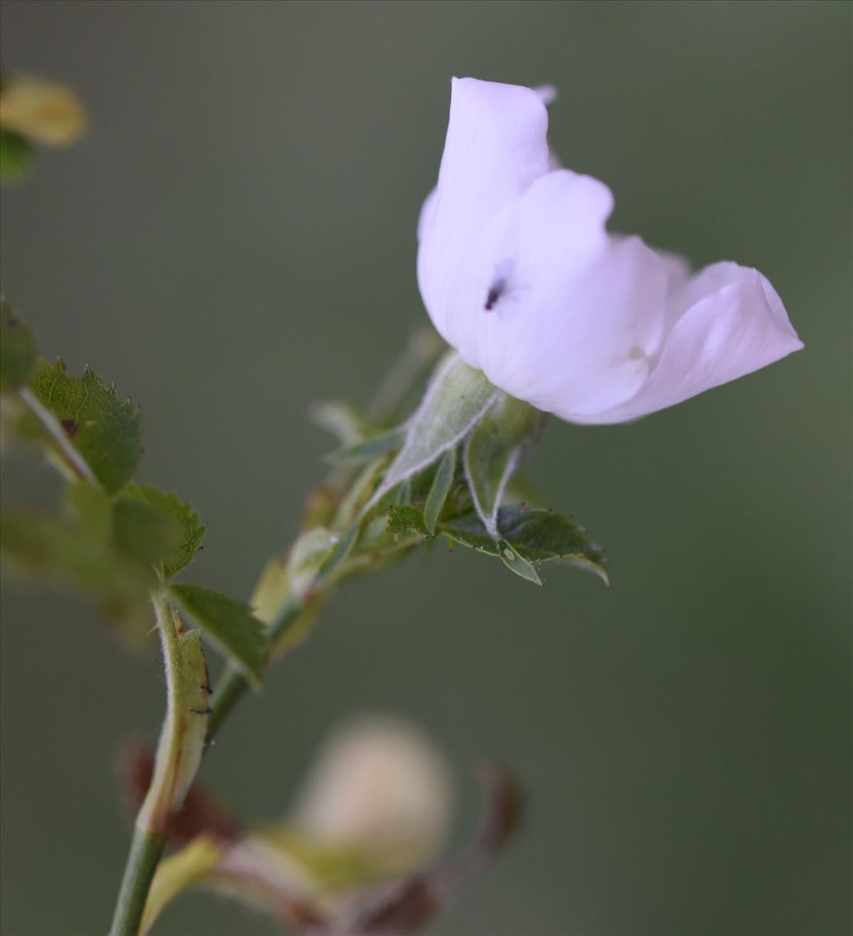 Rosa corymbifera (door Jan Klinckenberg)